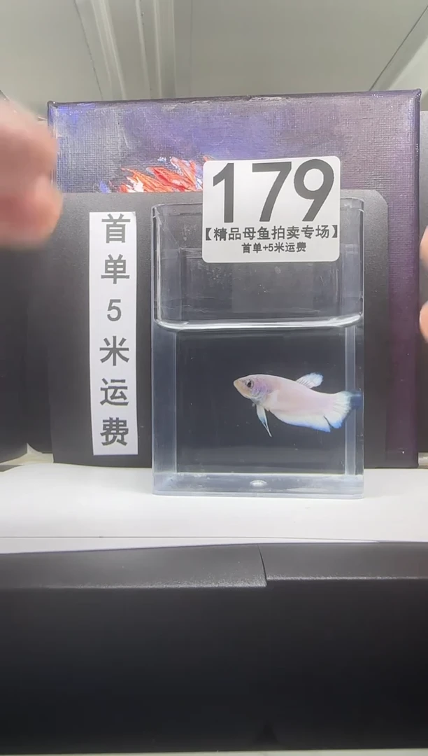 斗鱼母鱼编号：179