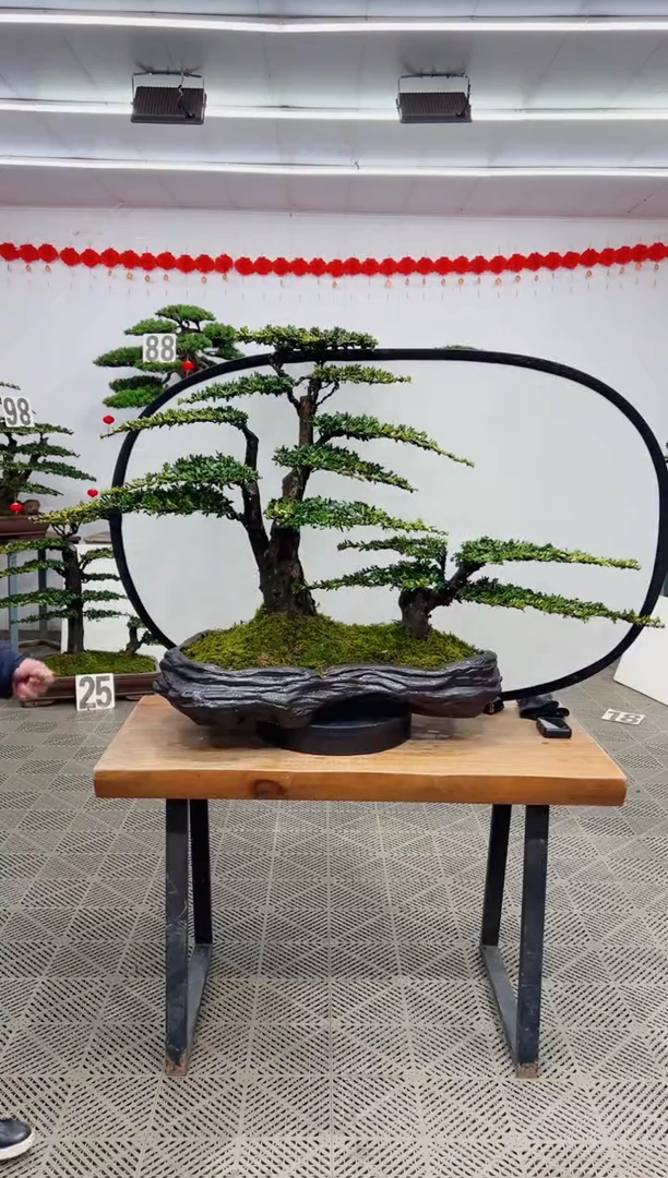 【闪购商品】精品盆景