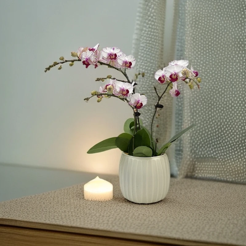 鲜花【粉闪电】蝴蝶兰室内种植观赏送礼带花发货