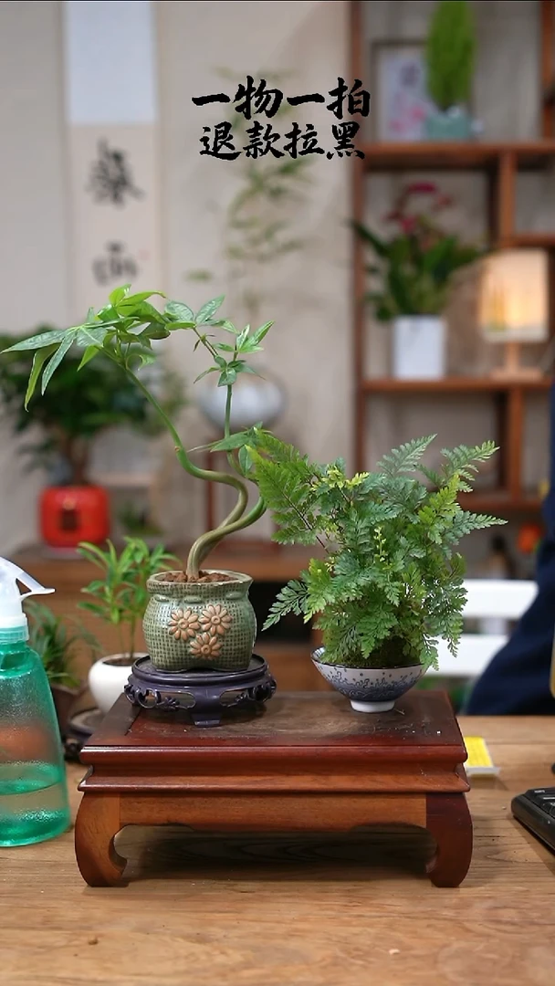 完全开放李*虹发财树+狼尾蕨757