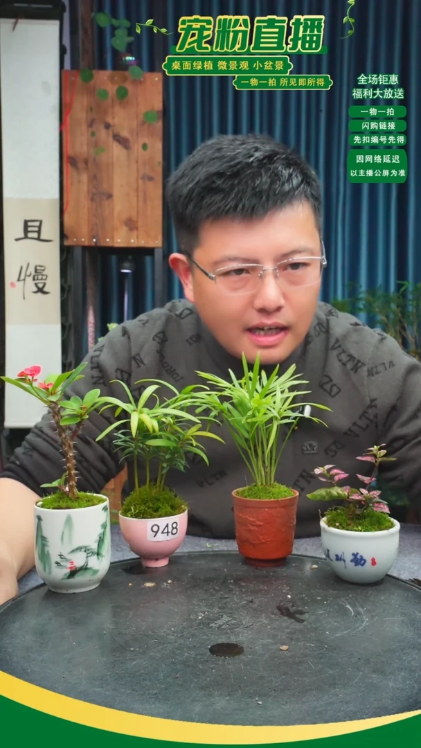 无花朵石*苔藓微景观948号