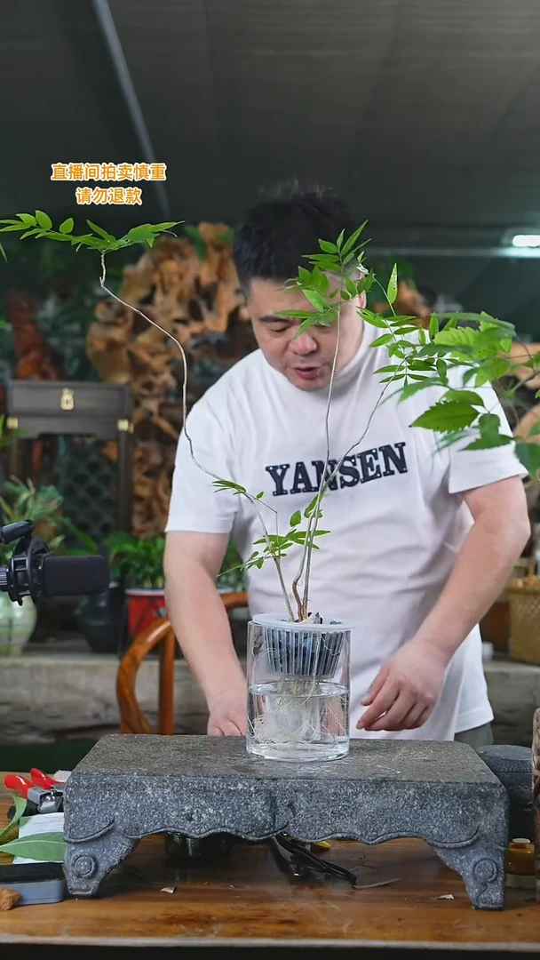 当前无花栽培后可以开花无患菩提飘枝137+