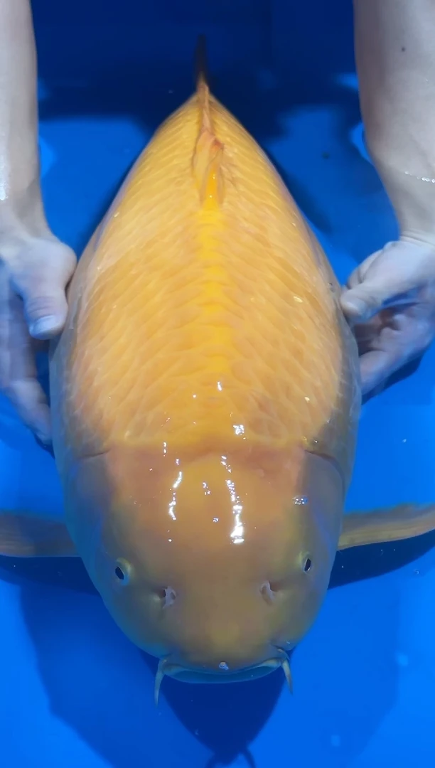 锦鲤佛山金隆锦鲤直播专用闪购链接，不支持7天无理由退货退款