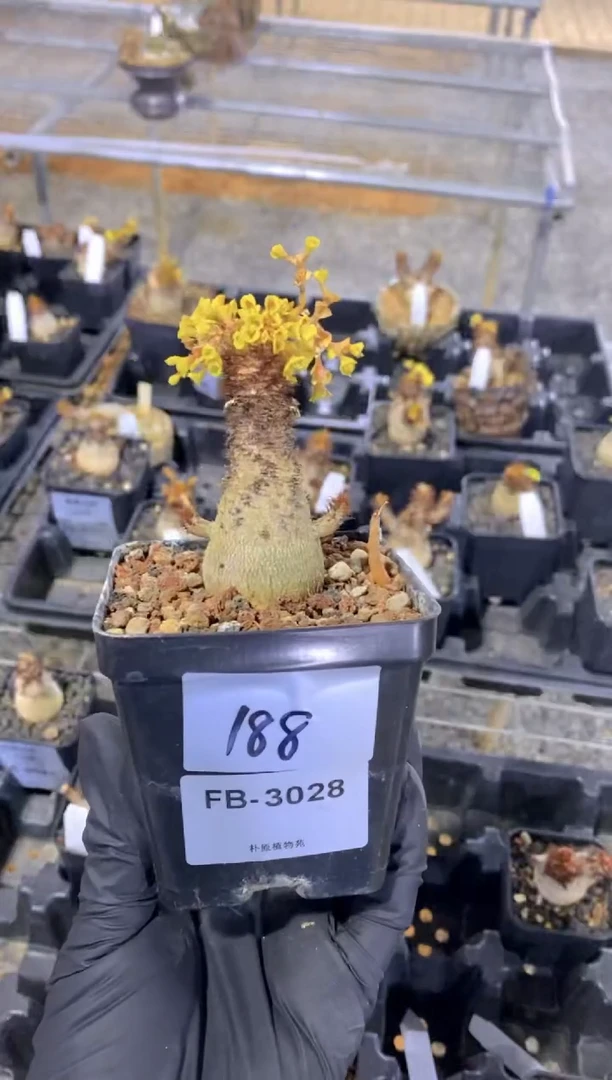 【闪购商品】象鼻大戟FB-3028