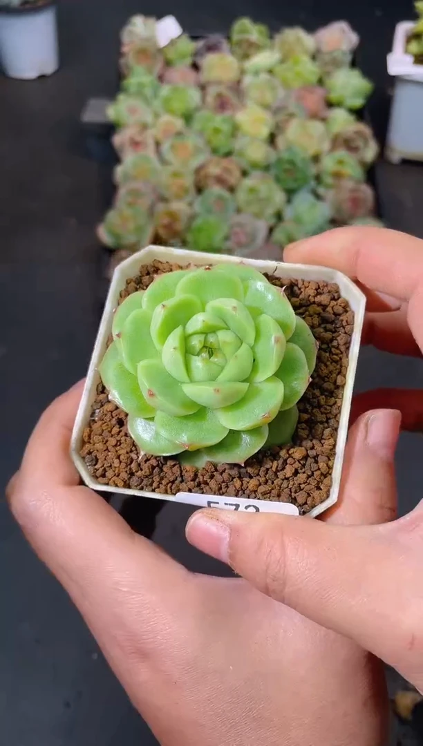 572翡冷翠一物一拍