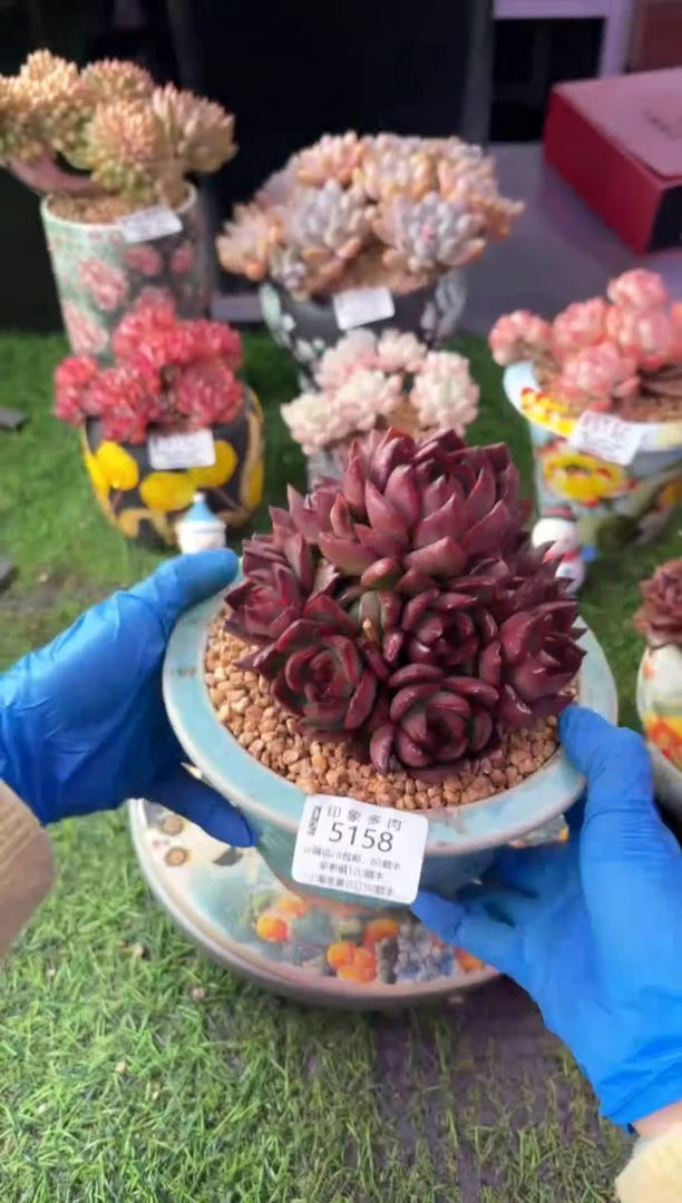 昆明印象多肉5158