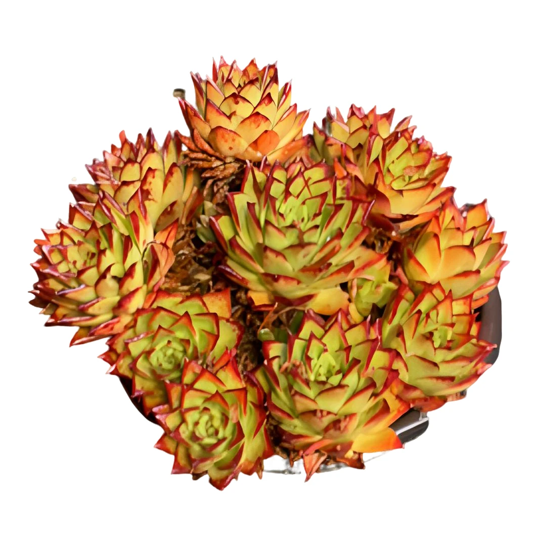 【大群 口红】（土球发货28cm）东云系老桩精品盆栽绿植控养造型多肉