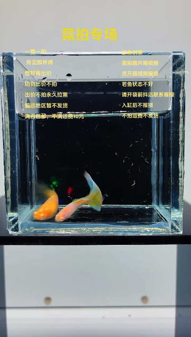 孔雀鱼新加蓝白子一对-4