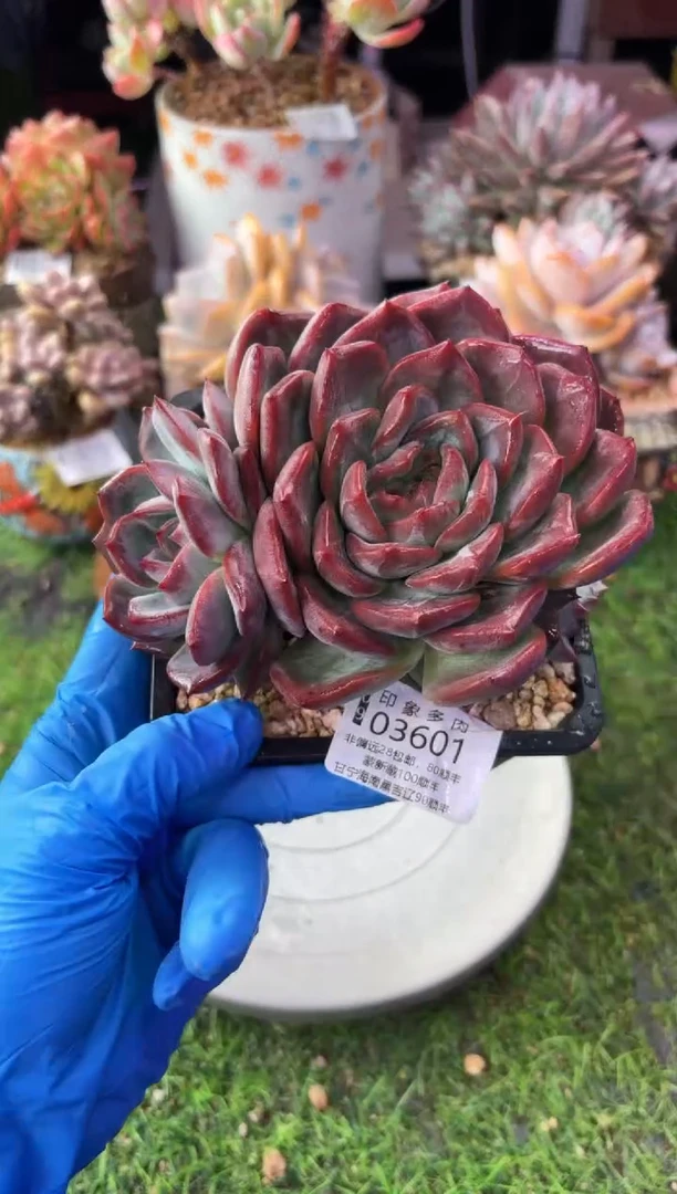 昆明印象多肉03601