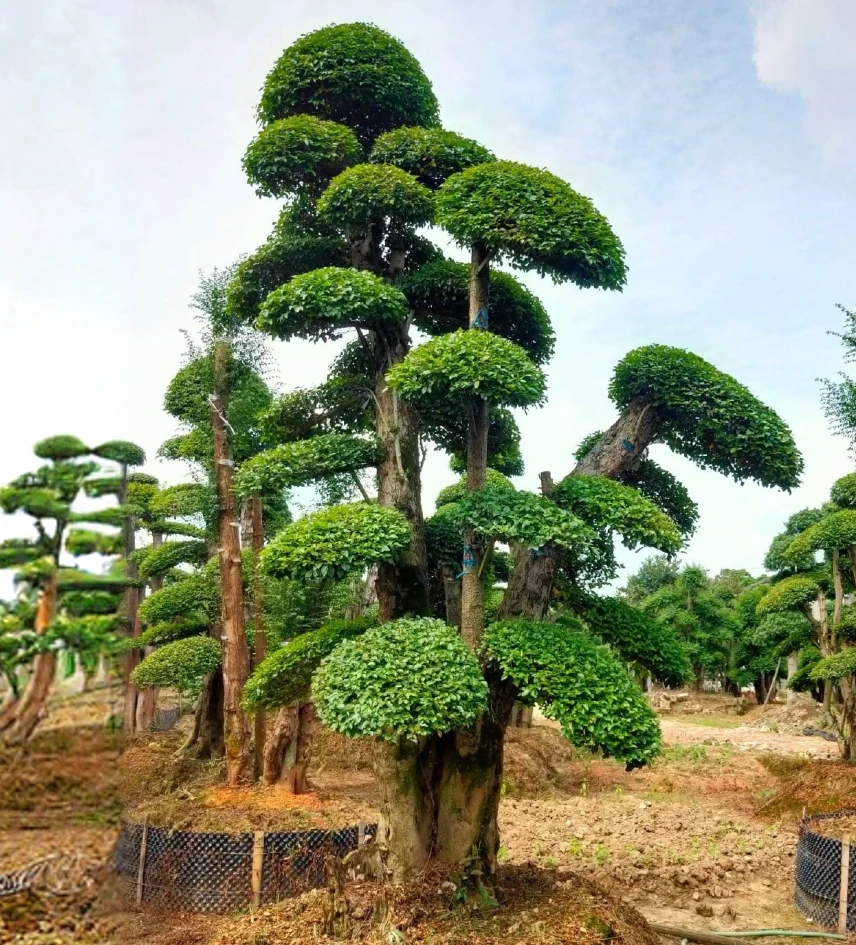 小叶造型植盆景别墅庭院园林工程绿化景观用苗