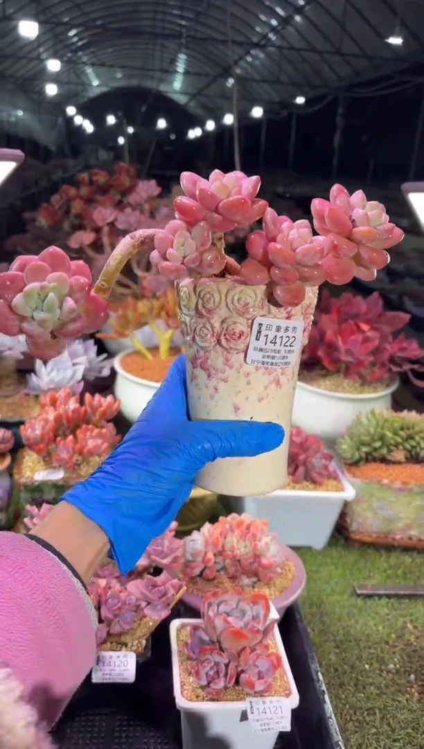 【闪购商品】14122