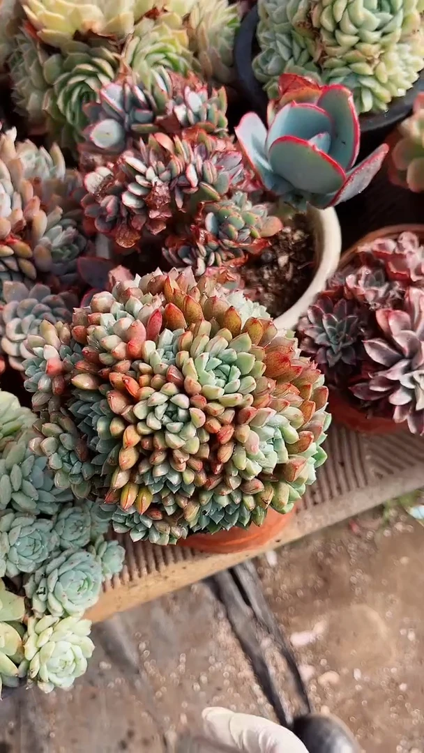 【闪购商品】18230