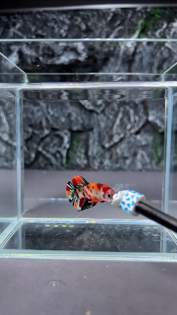 斗鱼竞拍链接A019