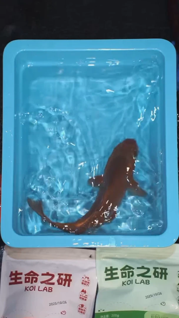 锦鲤血统大正锦鲤红白锦鲤丹顶红白丹顶三色锦鲤观赏鱼