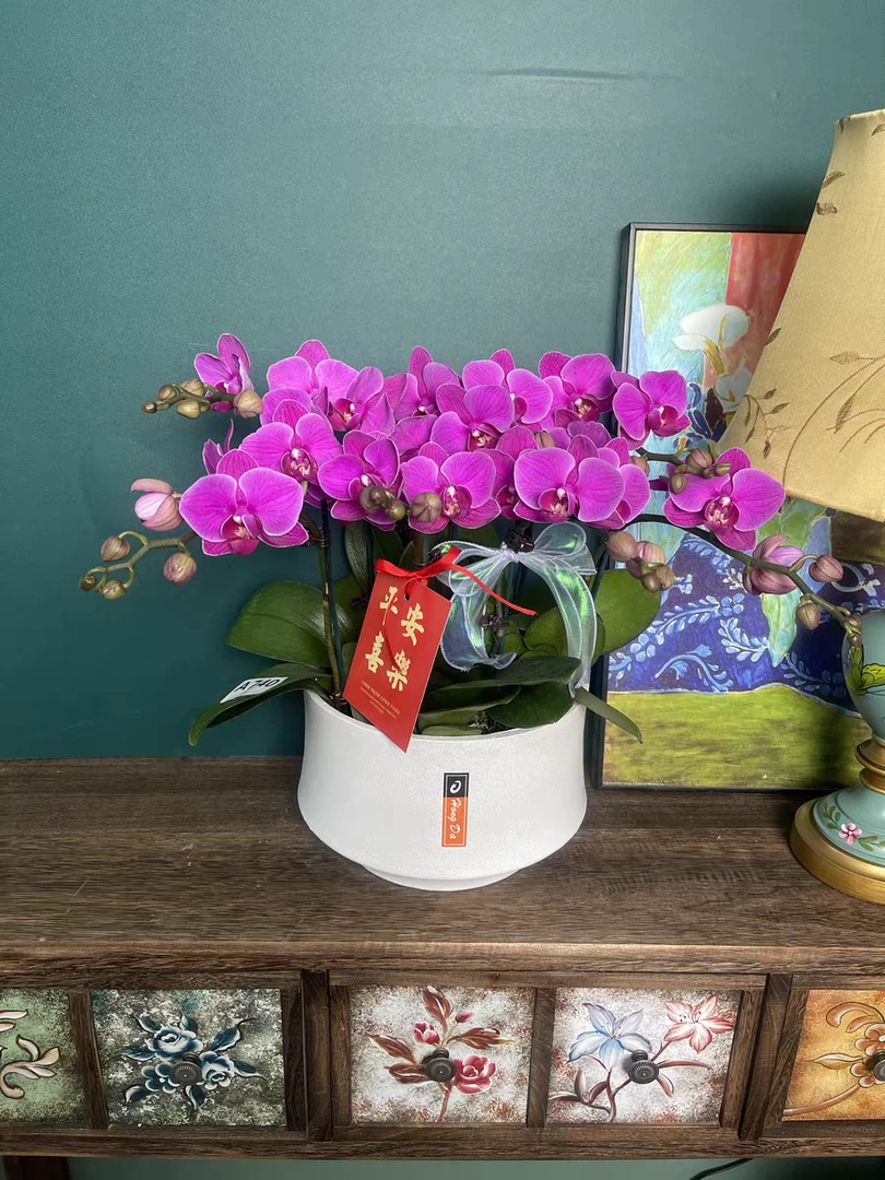 精品蝴蝶兰【福星】带花发货
