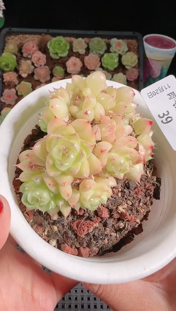 1120-39群生不包整