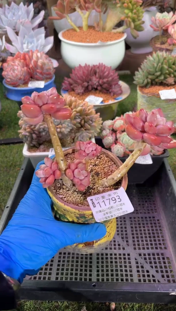 【闪购商品】11793