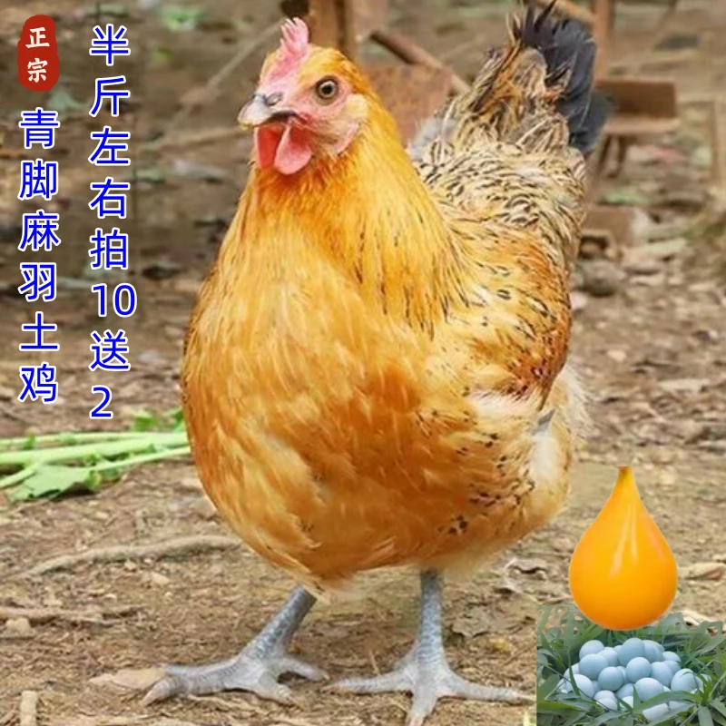 鸡苗活鸡幼苗宠物鸡活鸡大种麻羽土鸡青脚鸡绿壳蛋鸡红瑶鸡苗土鸡