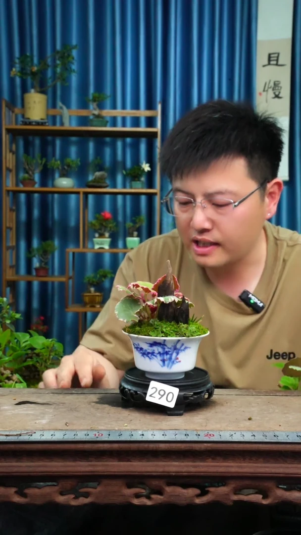 无花朵苔藓微景观290号