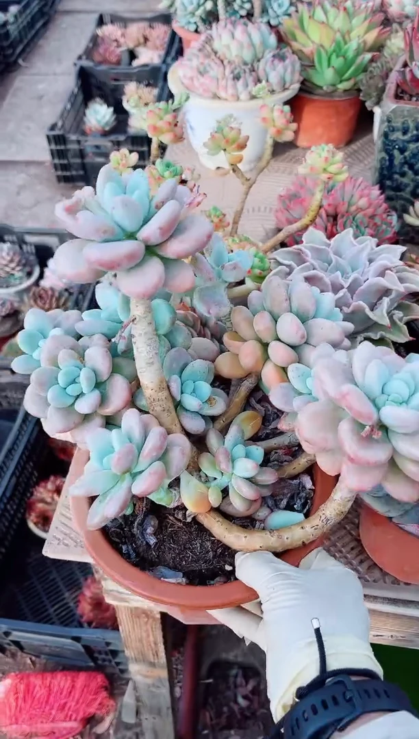 26089多肉植物一物一拍