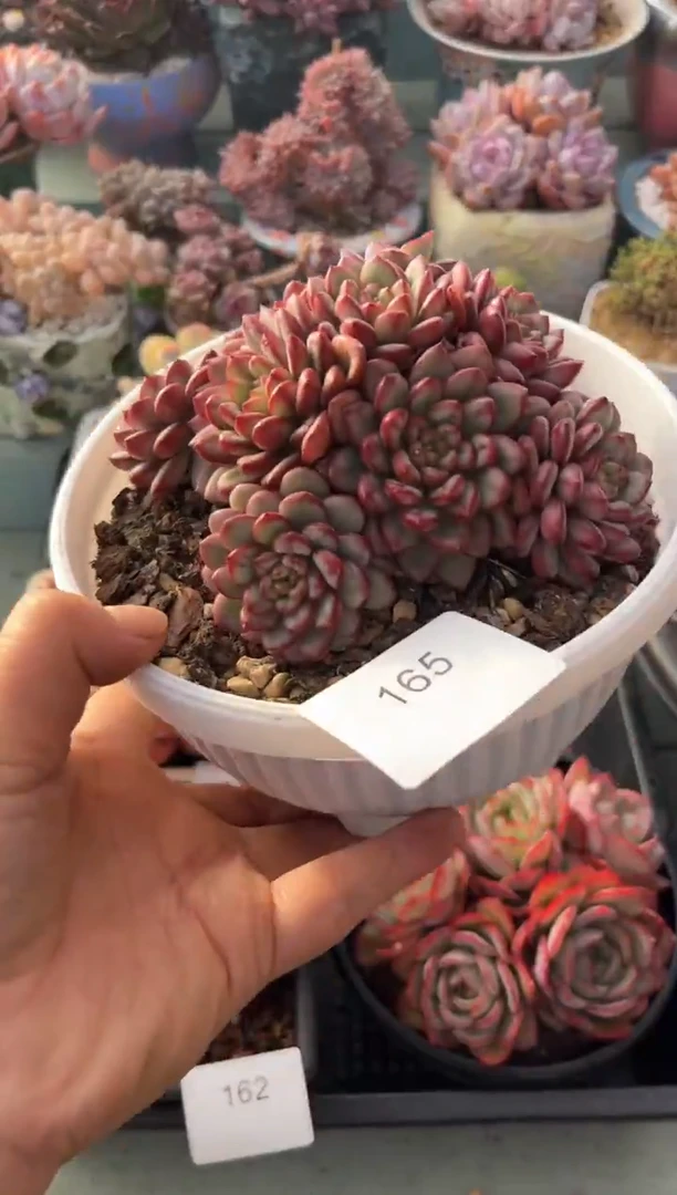165群生亚当珍妮多肉