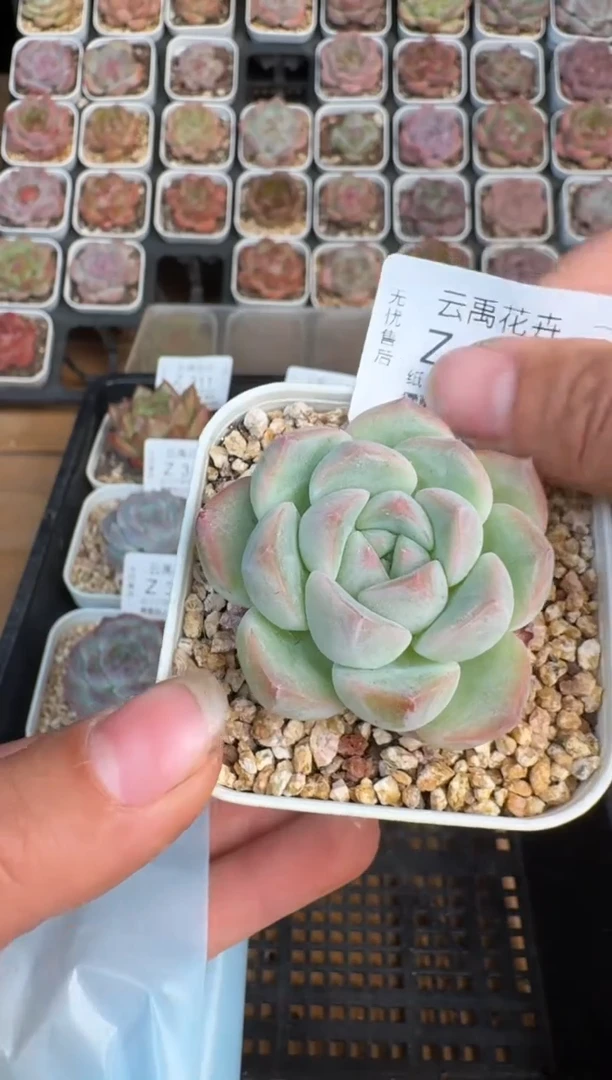 318Z珍妮多肉(6.5cm杯）一物一拍 带盆土发