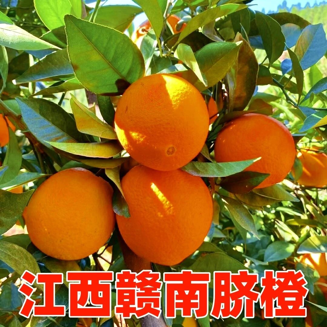 【正宗赣南早脐橙】10斤装原产地直发皮薄多汁手剥橙子香甜多汁