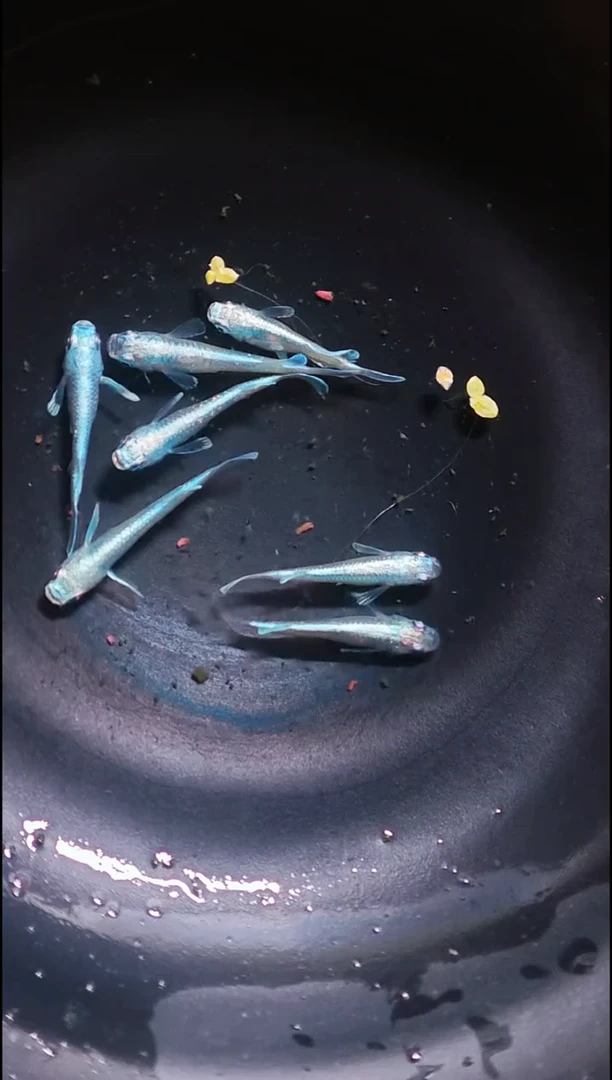 青鳉鱼观背青鳉035