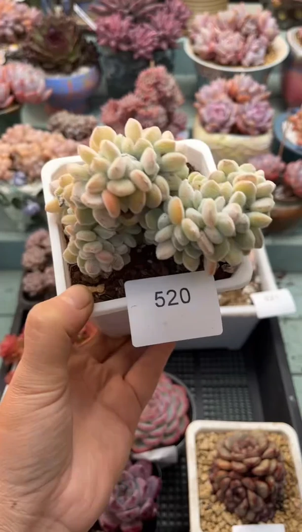 520雪晃星缀化多肉