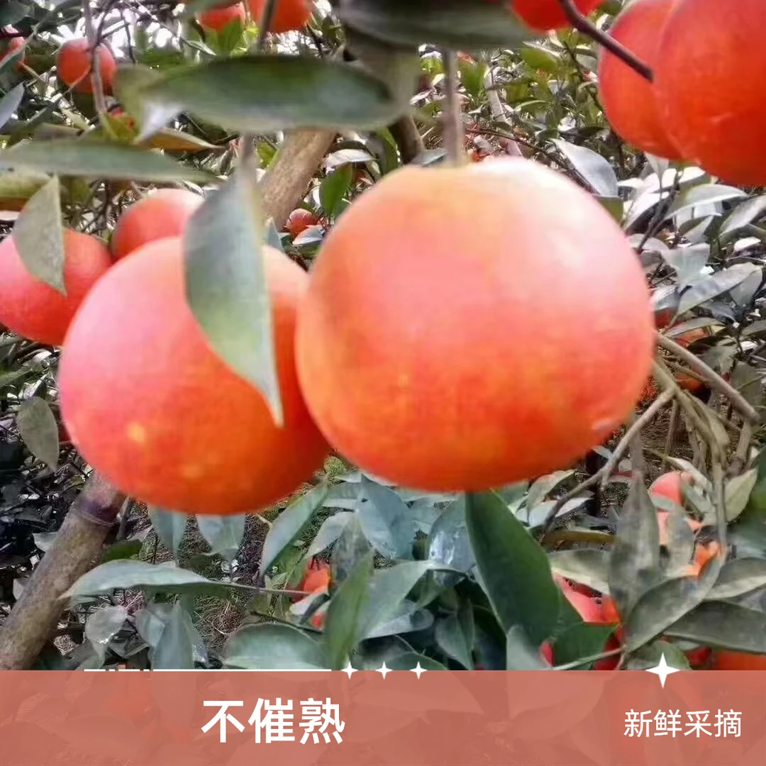 四川资中塔罗科血橙当季新鲜红心橙子农家自种血橙超甜多汁