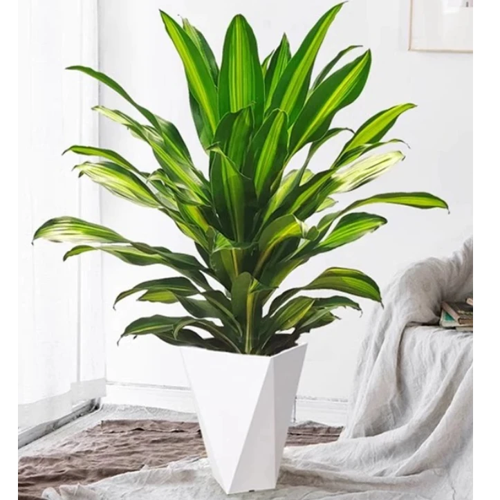 大型金心百合竹室内植物吸甲醛四季常青送花盆