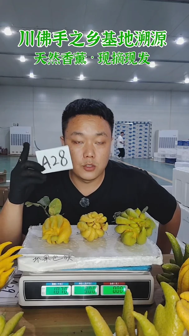 柑橘【一物一拍】川佛手柑鲜果A28
