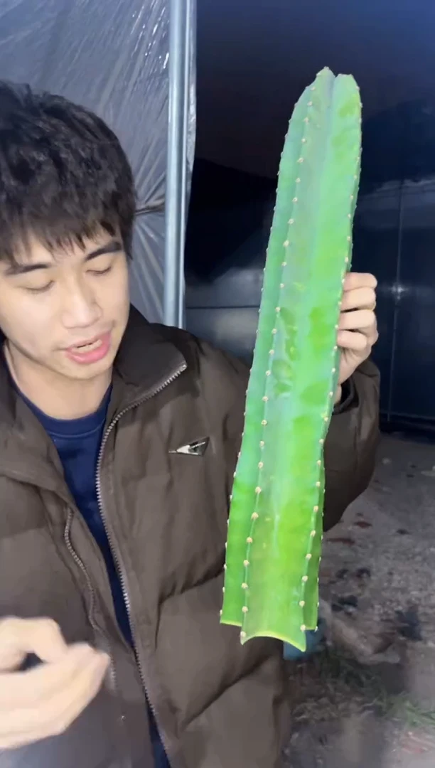 【闪购商品】30cm 量天尺【无根】