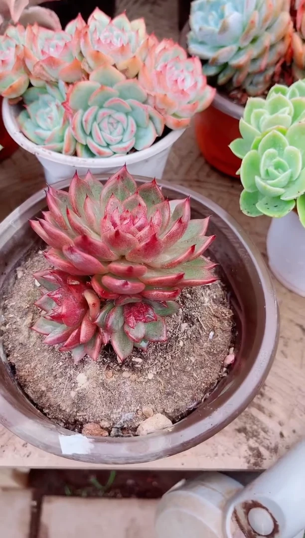 ??11137多肉植物一物一拍