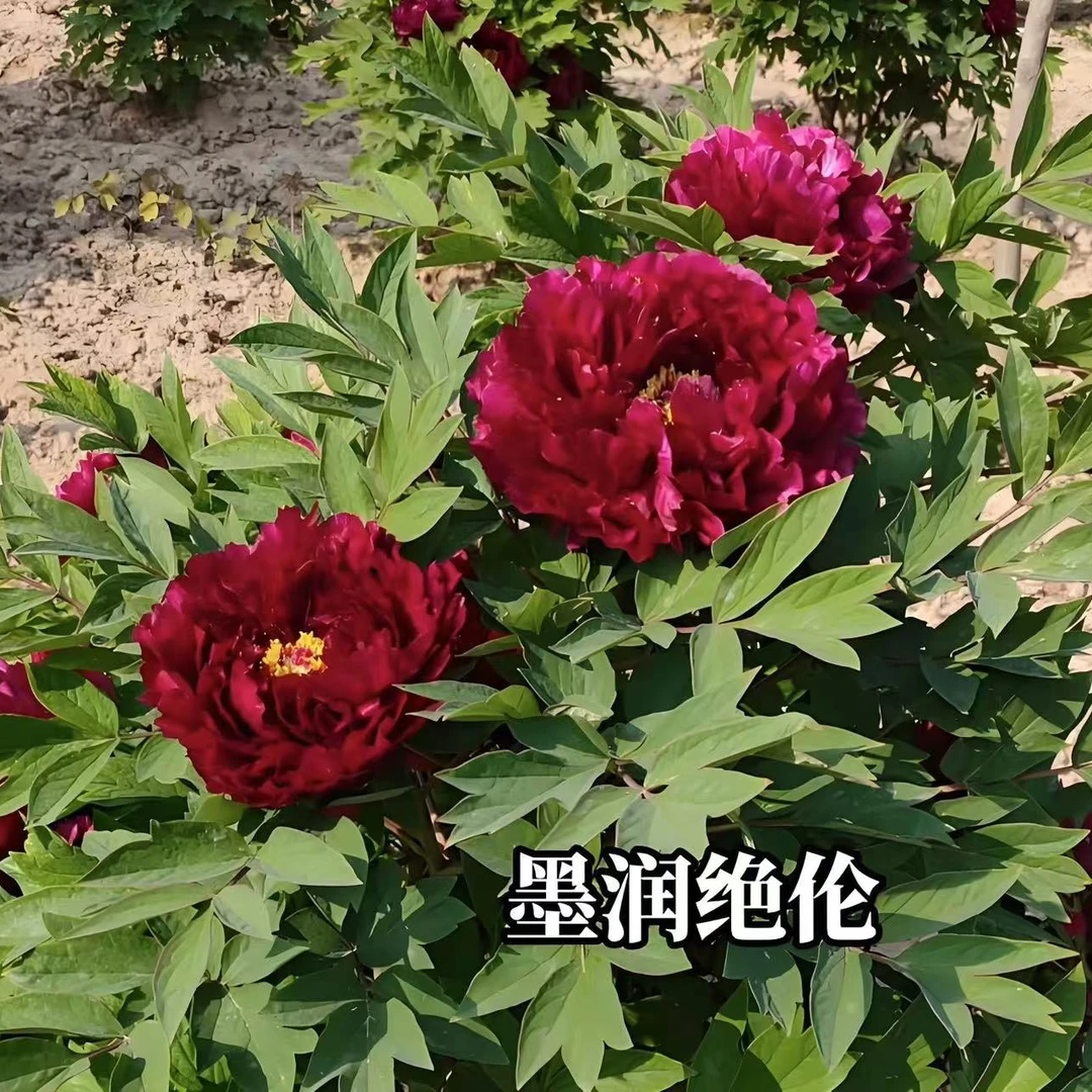 黑色系名品牡丹墨润绝伦基地直发秋天发货