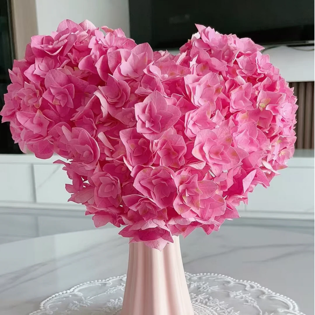 你我一起 红粉色大花绣球  盆栽花卉带花苞发货  150盆