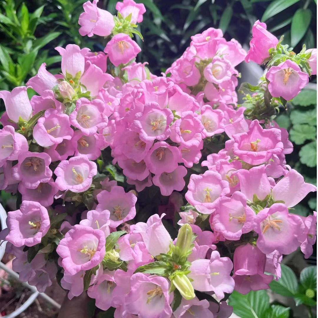 大花酒杯风铃花盆栽期长阳台庭院好养花卉植物耐寒多年生花量多