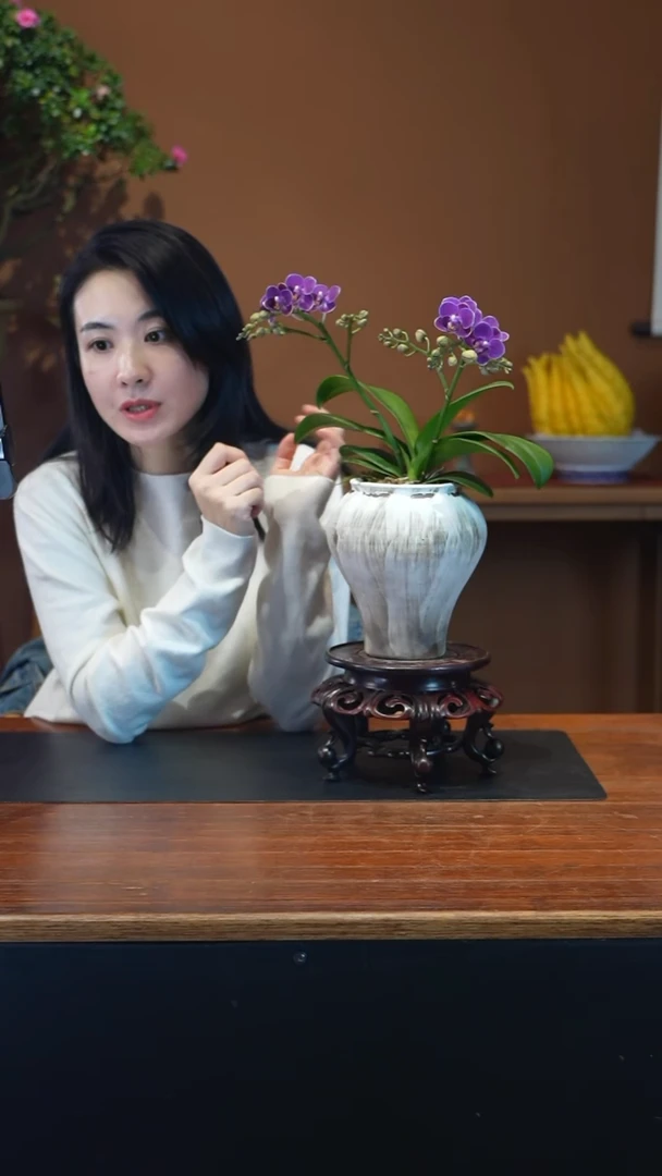 全部花朵蝴蝶兰盆景盆景盆景
