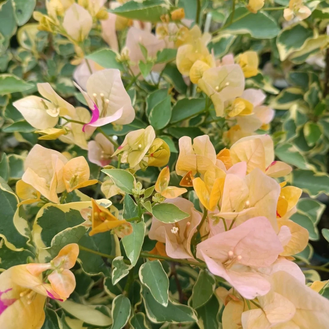 指定一颗三角梅+随机一颗 （运输途中掉花掉叶小断枝介意不拍）