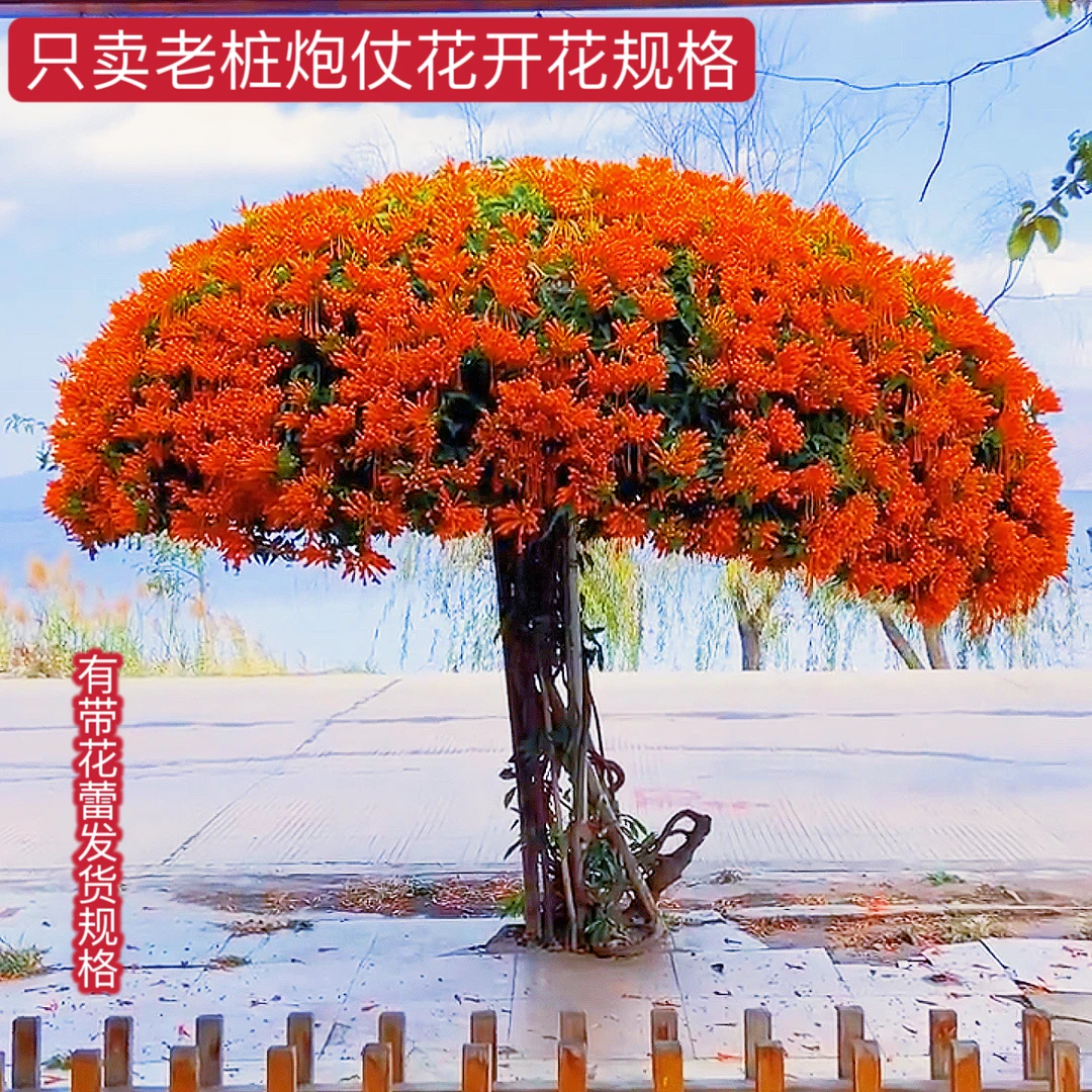 炮仗花老桩带花蕾带叶原育苗杯发货爬藤植物长藤鞭炮花卉四季种植