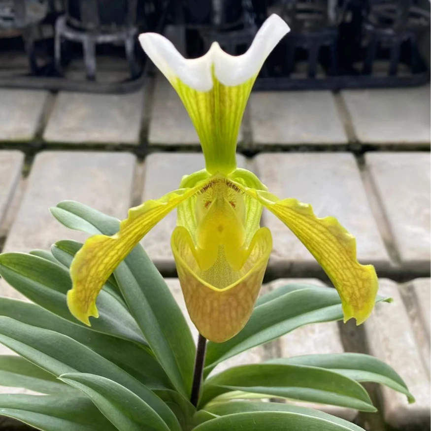 万峰绿缘【小叶 绿肉饼兜兰】花型奇特、花期长久、桌摆精品开花精选