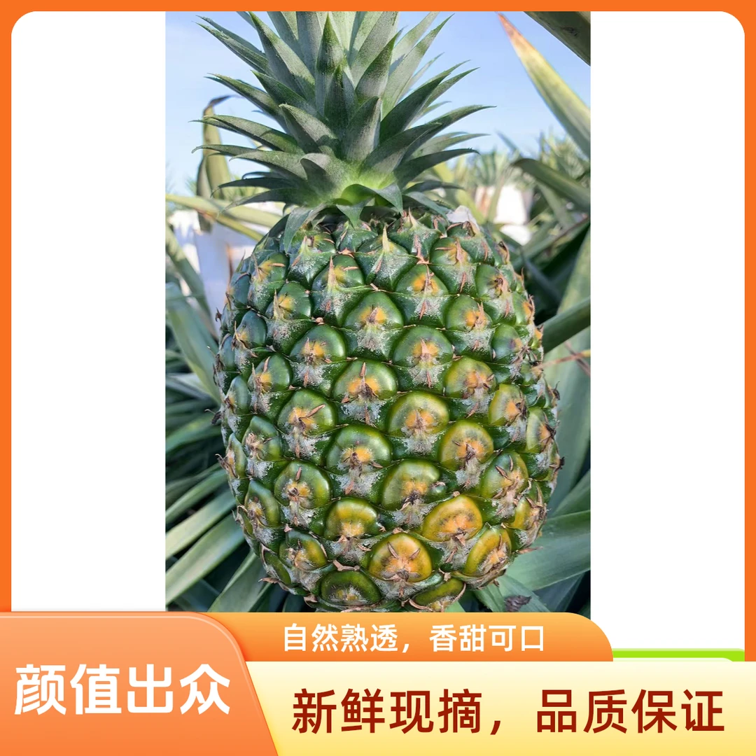 颜值爆表超大个徐闻西瓜凤梨 爆汁甜爽 不涩口 夏日清爽水果首选