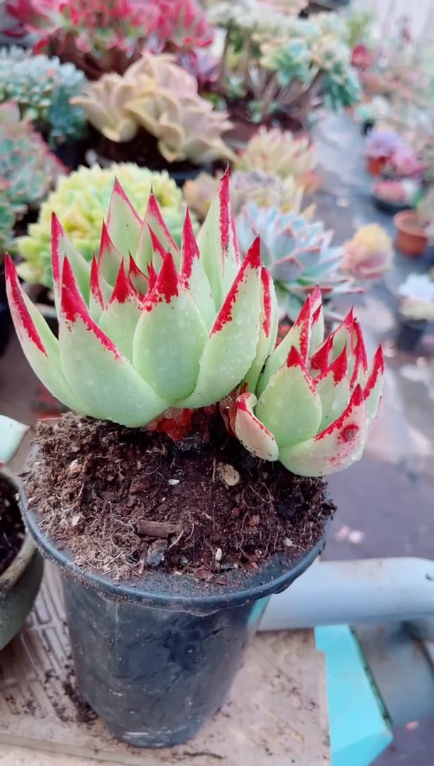 K**i多肉植物一物一拍04155