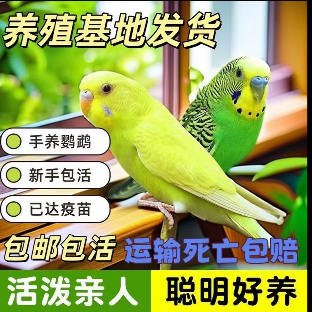 手养虎皮鹦鹉活鸟繁殖适合家人观赏亲人宠物鸟