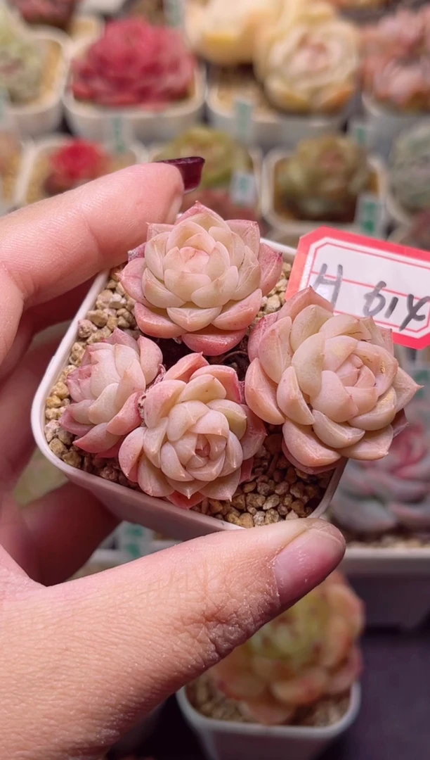 【闪购商品】H614孤品珍妮一物一拍