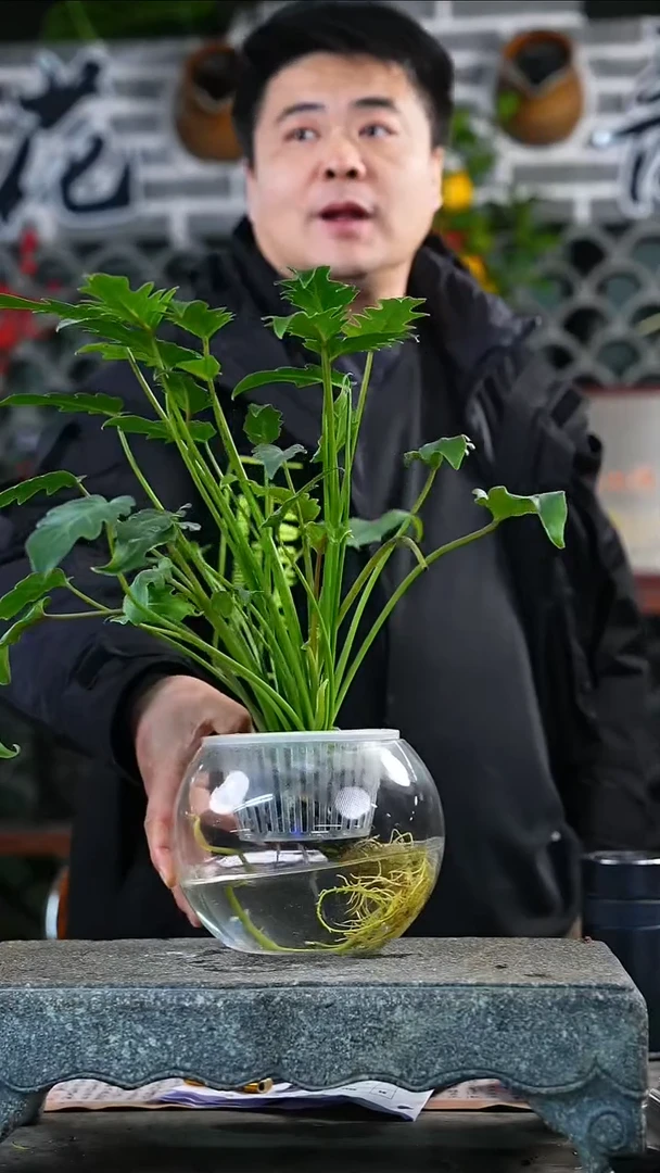 完全开放小天使595T