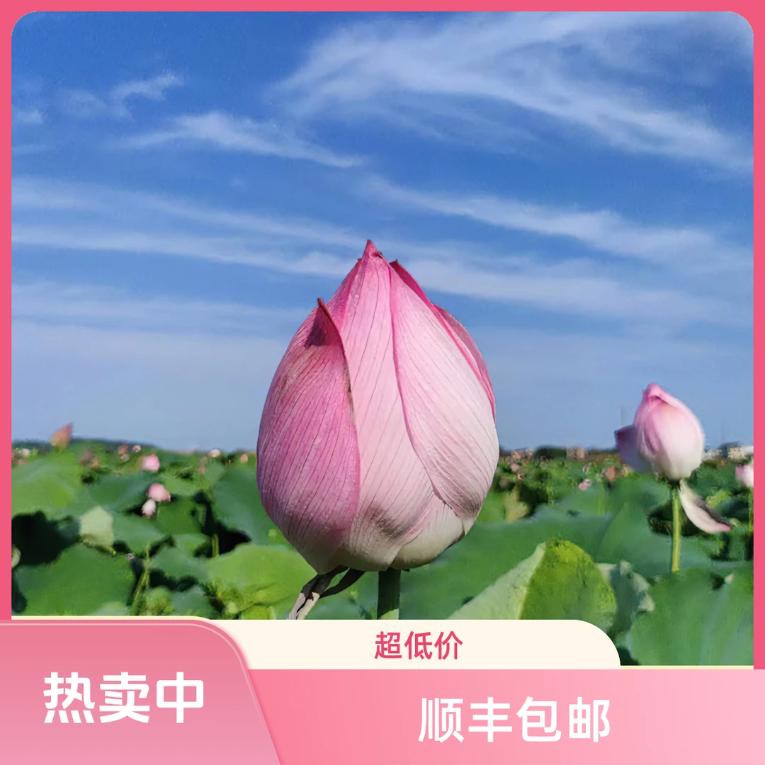 新鲜荷花现摘现采带杆荷花鲜花夏季客厅荷花趣味前台美观真花装饰