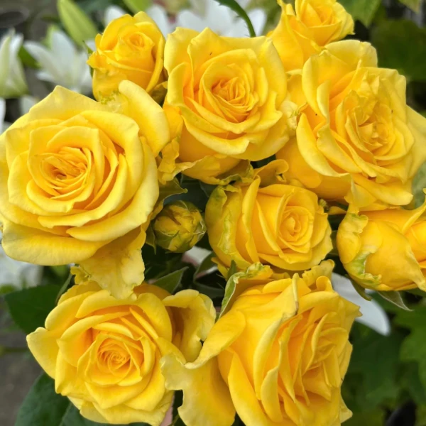 黄油大苗  四季灌木月季