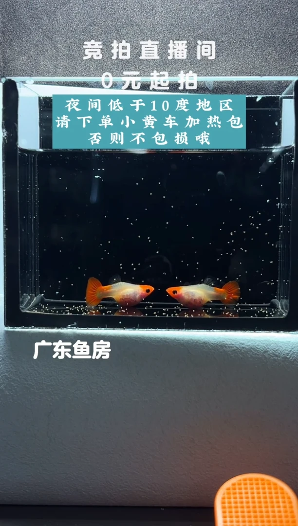 孔雀鱼红头玻璃猫带胎母鱼两只编号60