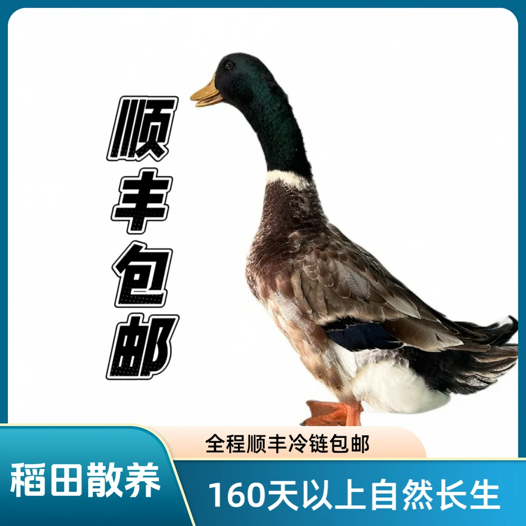 （现杀生鲜）灵山稻田散养180天以上青头土鸭顺丰冷链包邮